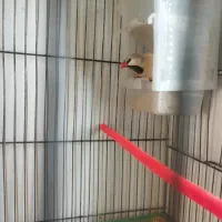 یک عدد فنج کراواتی نر معاوضه با قناری گلاستر|پرنده|تبریز, |دیوار