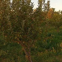 زمین سر درختی|فروش زمین و ملک کلنگی|بناب, |دیوار