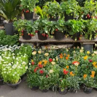 پک گل‌های فصلی