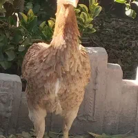 خروس اصیل لاری|حیوانات مزرعه|مشهد, امیرآباد|دیوار