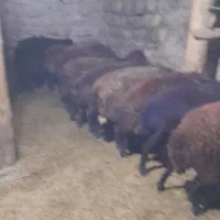 گوسفند افشار|حیوانات مزرعه|اسکو, |دیوار