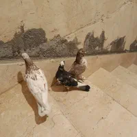 سه تا کبوتر|پرنده|ایلام, |دیوار