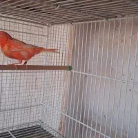 قناری سرخ ردفکتور|پرنده|ساوه, |دیوار