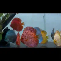 دیسکس|ماهی|تهران, سعادت‌آباد|دیوار