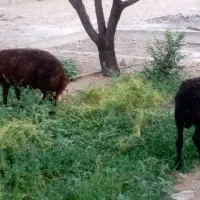 فروش یا معاوضه، چهار دیواری جهت انبار یاگله دون|فروش زمین و ملک کلنگی|نجف‌آباد, فیروزآباد|دیوار