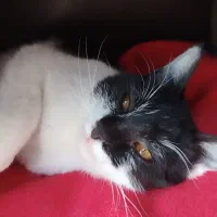 گربه ناز و ملوس پیدا شده، گمشده شما نیست|حیوانات|مشهد, شهید فرامرز عباسی|دیوار