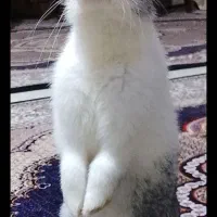 خرگوش خانگی