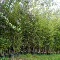 خیزران ریشه پرس