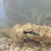 ماهی گوپی مشکی جفت نر وماده