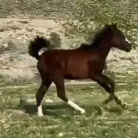 کره اسب نریان|اسب و تجهیزات اسب‌سواری|اقبالیه, |دیوار