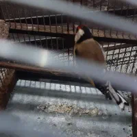 سهره|پرنده|بندر ماهشهر, |دیوار