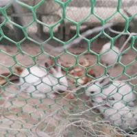 خرگوش چشم اشکی|موش و خرگوش|فراشبند, |دیوار