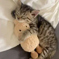 گربه نژاد اسکاتیش و بریتیش اصیل|گربه|اهواز, کیانپارس |دیوار