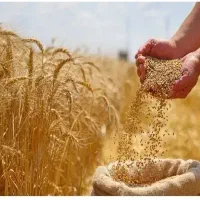 فروش گندم سیروان