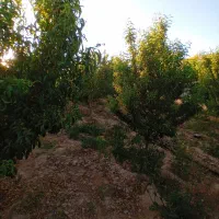 زمین-وچاردیواری