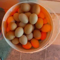 تخم مرغ ارگانیک (لاله زار)|خوردنی و آشامیدنی|کرمان, |دیوار