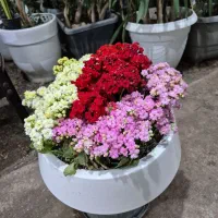 گل کالانکویه *گلخانه من*