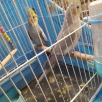 عروس هلندی جفت|پرنده|خمینی‌شهر, |دیوار