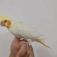 عروس هلندی چشم شرابی .