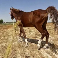 اسب زیبا چهار قلم و پیشونی سفید|اسب و تجهیزات اسب‌سواری|بندر ماهشهر, |دیوار