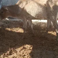 گاو گوساله گوسفند بز بره گاومیش درشادگان