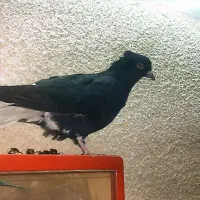 کفتر زیل دم سفید|پرنده|محمدیه-قزوین, |دیوار