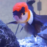 ماهی گلد فیش تری کالر