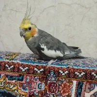 پرنده