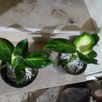 همه دونه ای 100|گل و گیاه طبیعی|نیشابور, شهید بهشتی|دیوار