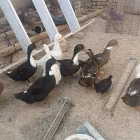 جوجه بلدرچین مرغ خروس اردک|حیوانات مزرعه|تربت‌حیدریه, پایانه مسافربری تربت حیدریه|دیوار