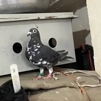 پرنده کبوتر بزک