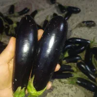 بادمجان محلی