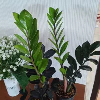 زاموفیلیا بلک|گل و گیاه طبیعی|شیروان (خراسان), |دیوار