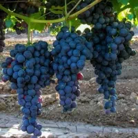 نهالستان پالیز دارای مجوز جهاد کشاورزی|خدمات باغبانی و درختکاری|اسکو, |دیوار