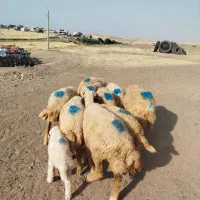 گوسفند میش