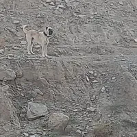 واگذاری سگ همه چی تموم|سگ|صالح آباد (خراسان), |دیوار