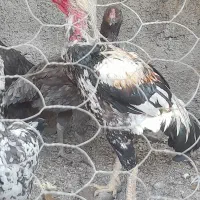 تخم لاری اصل نطفه دار