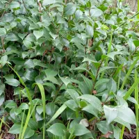 کاملیا|گل و گیاه طبیعی|چابکسر, |دیوار