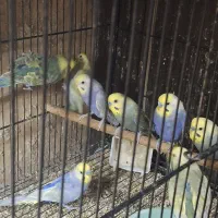 مرغ عشق رینبو ویولت|پرنده|تهران, امام زاده عبدالله|دیوار