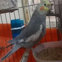 عروس هلندی|پرنده|قدس, شهر‌قدس|دیوار