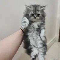 بچه گربه پرشین تبی