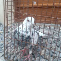 ی کبوتر غریب نشون دار