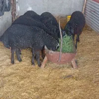 2راس بز آبستن 6 راس بره نر جفتی60کیلومیش بزغاله بز