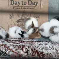 6 بچه خرگوش و 2 بالق نر و ماده|موش و خرگوش|آوج, |دیوار