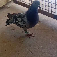 ماده عراق ۲۰۲۵