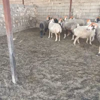 فروشی