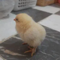 تخم مرغ نطفه دار برهما
