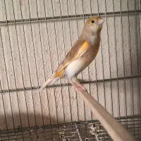 دوعدد ماده قناری ابلغ اهویی جفت خور سهره|پرنده|شیراز, پودنک|دیوار