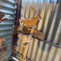 زرد پلنگ نقره ای پلنگ گلی پلنگ ماده|پرنده|کرمان, |دیوار