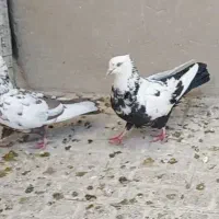 جفت کبوتر دم سیاه